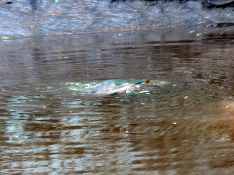 Bad pic of Snapping Turtles mating IMG_3182.jpg